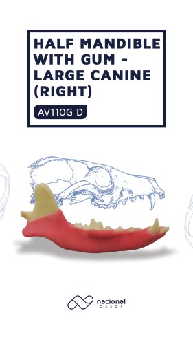 HALF MANDIBLE WITH GUM - LARGE CANINE (RIGHT)